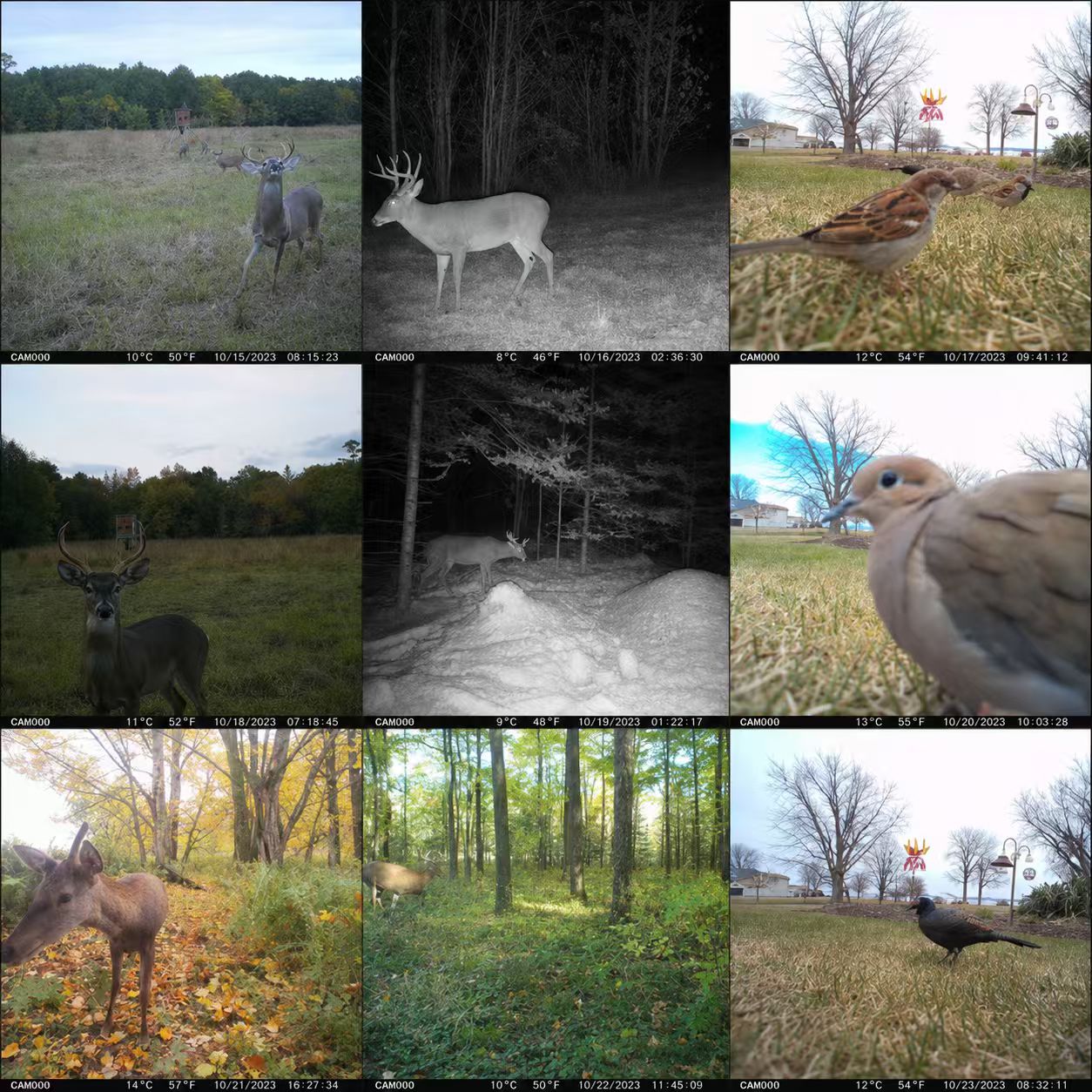 EU 4G Cellular 2K Battery Sola - đánh giá và giá Outdoor Hunting Video Camera
